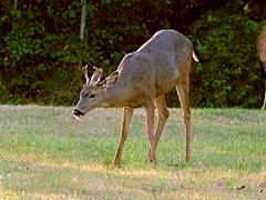 Black-tailed Deer